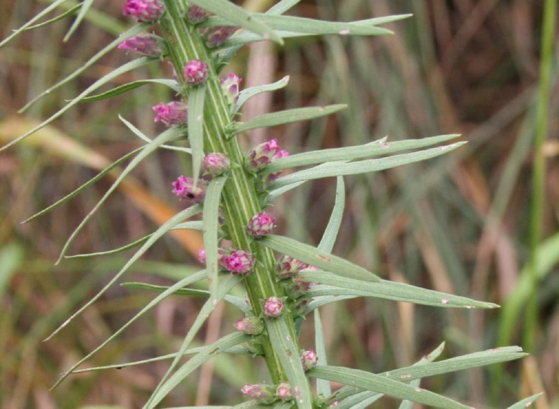 Liatris spicata (L.) Willd. (marsh blazing star), flower buds