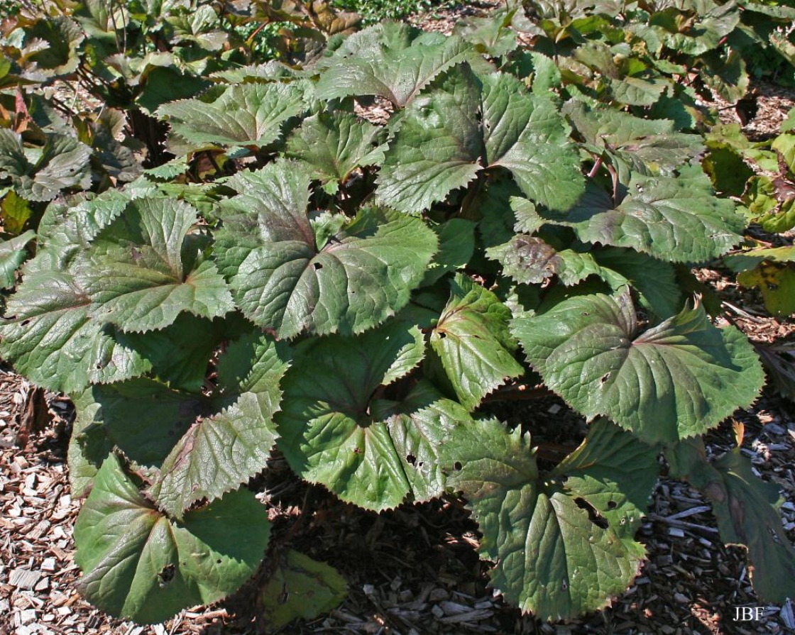 Ligularia dentata 'Othello' (othello big-leaved goldenray), habit