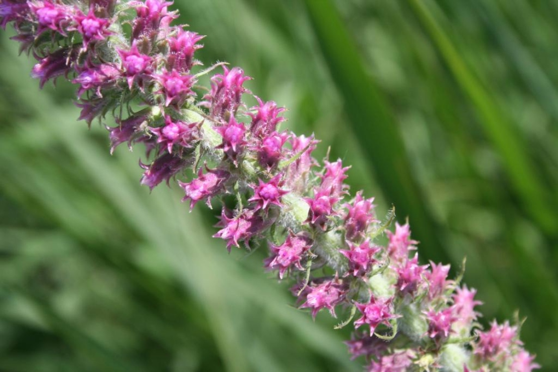 Liatris pycnostachya Michx. (prairie blazing star), flower buds