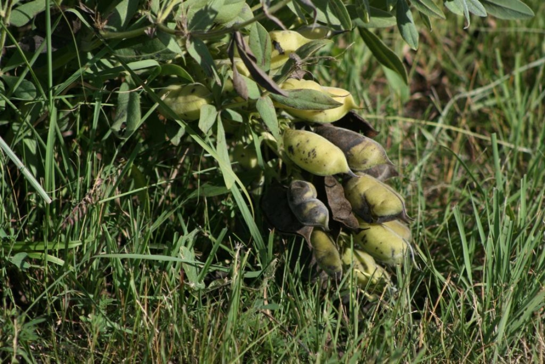 Baptisia bracteata var. leucophaea (Cream Wild Indigo), fruit, mature