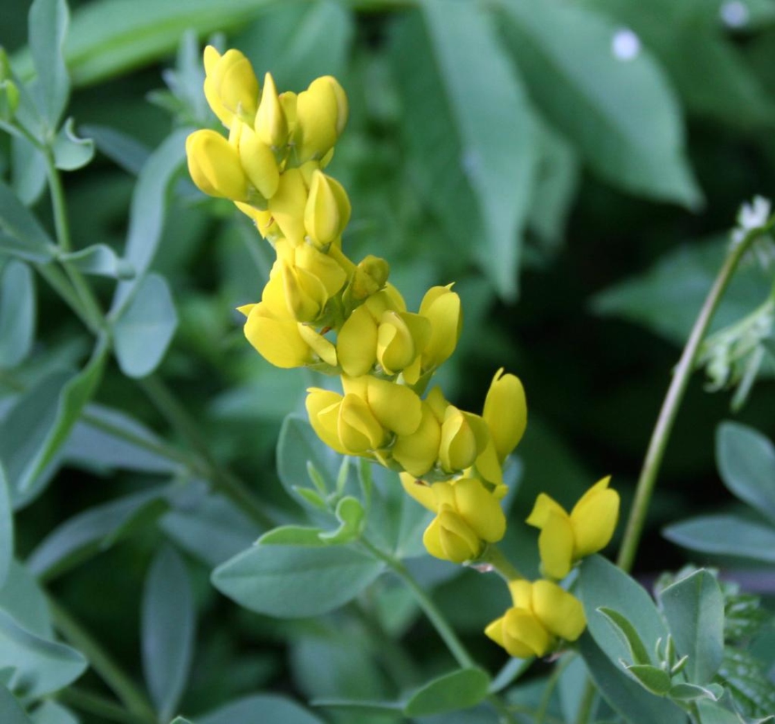 Yellow wild indigo | The Morton Arboretum