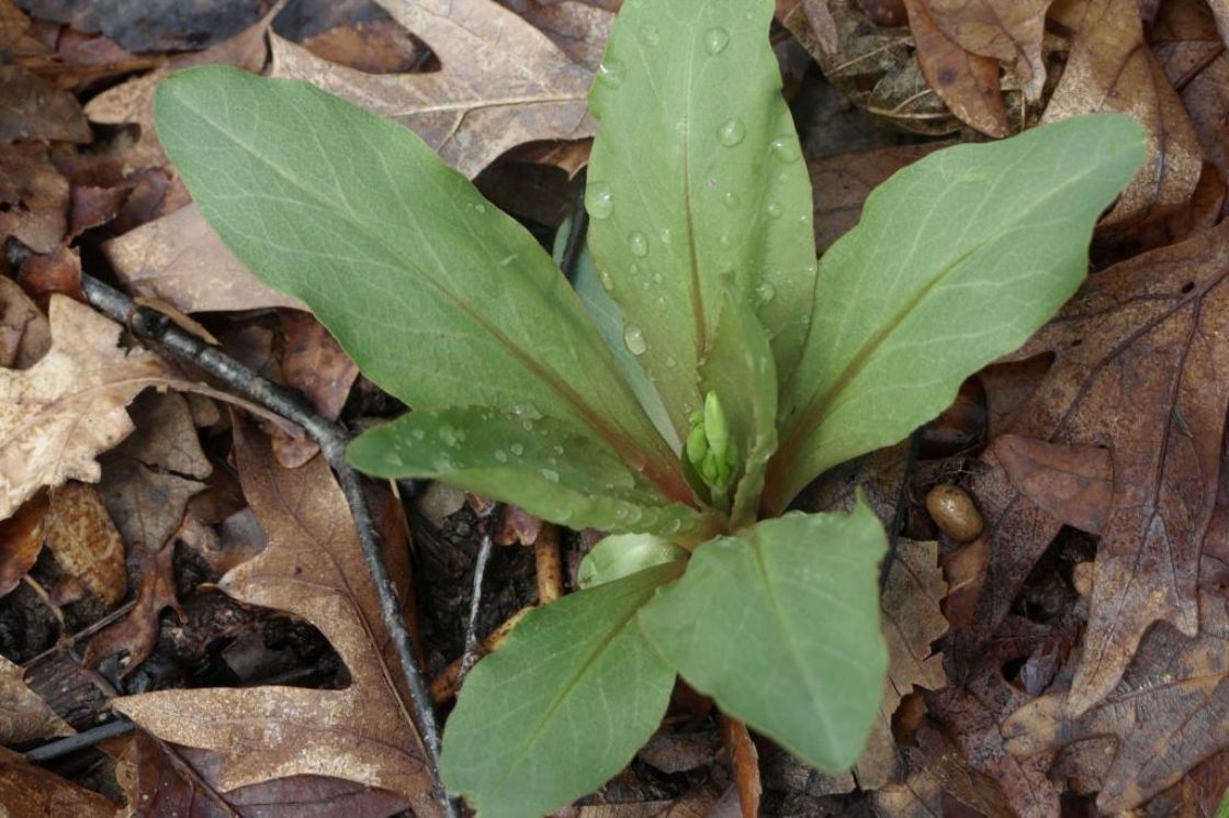 Dodecatheon meadia (Shooting Star), habit, spring, leaf