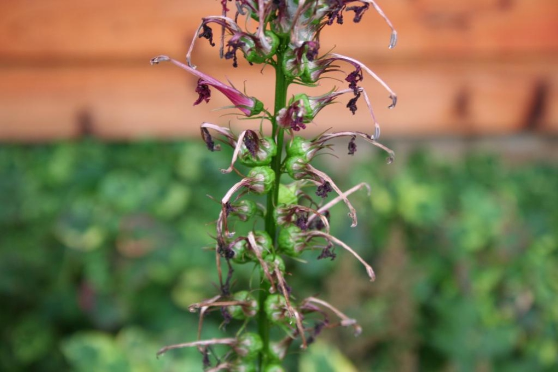 Lobelia cardinalis L. (cardinal flower), fruit