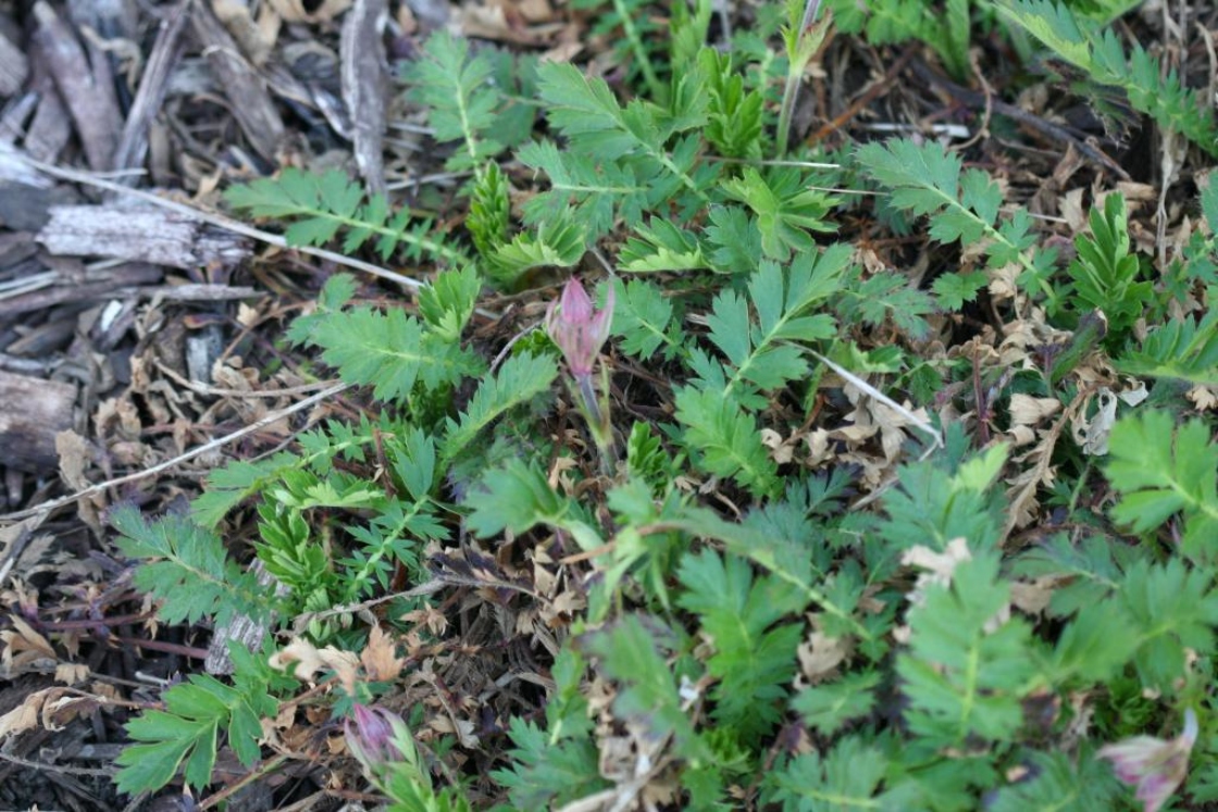 Geum triflorum Pursh (prairie smoke), flower bud