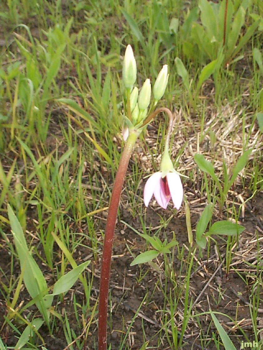 Dodecatheon meadia L. (shooting star), flowers and buds