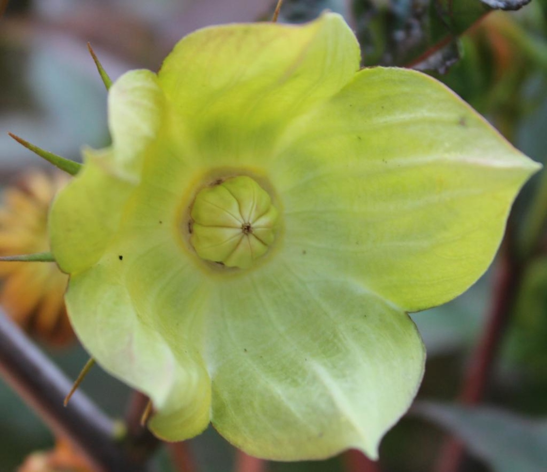 Hibiscus moscheutos L. (common rose-mallow), fruit
