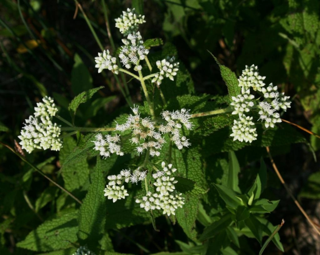 Eupatorium perfoliatum (Common Boneset), inflorescence