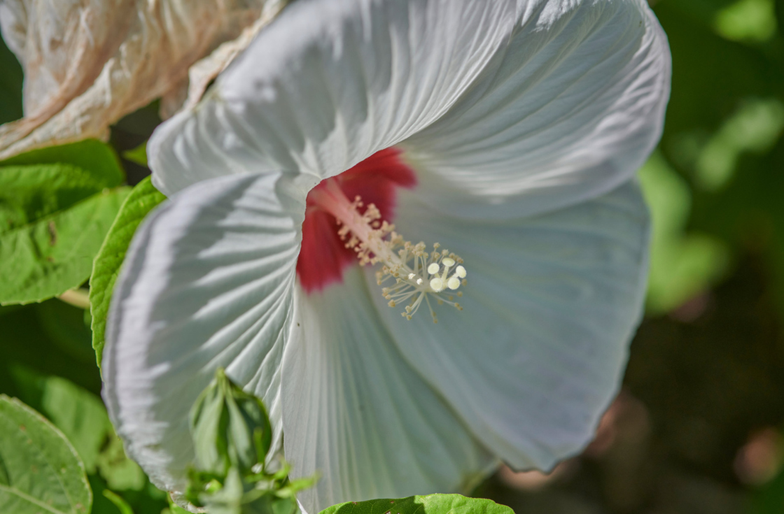White blooms such as this hibiscus dominate in the tranquil Celebration Garden