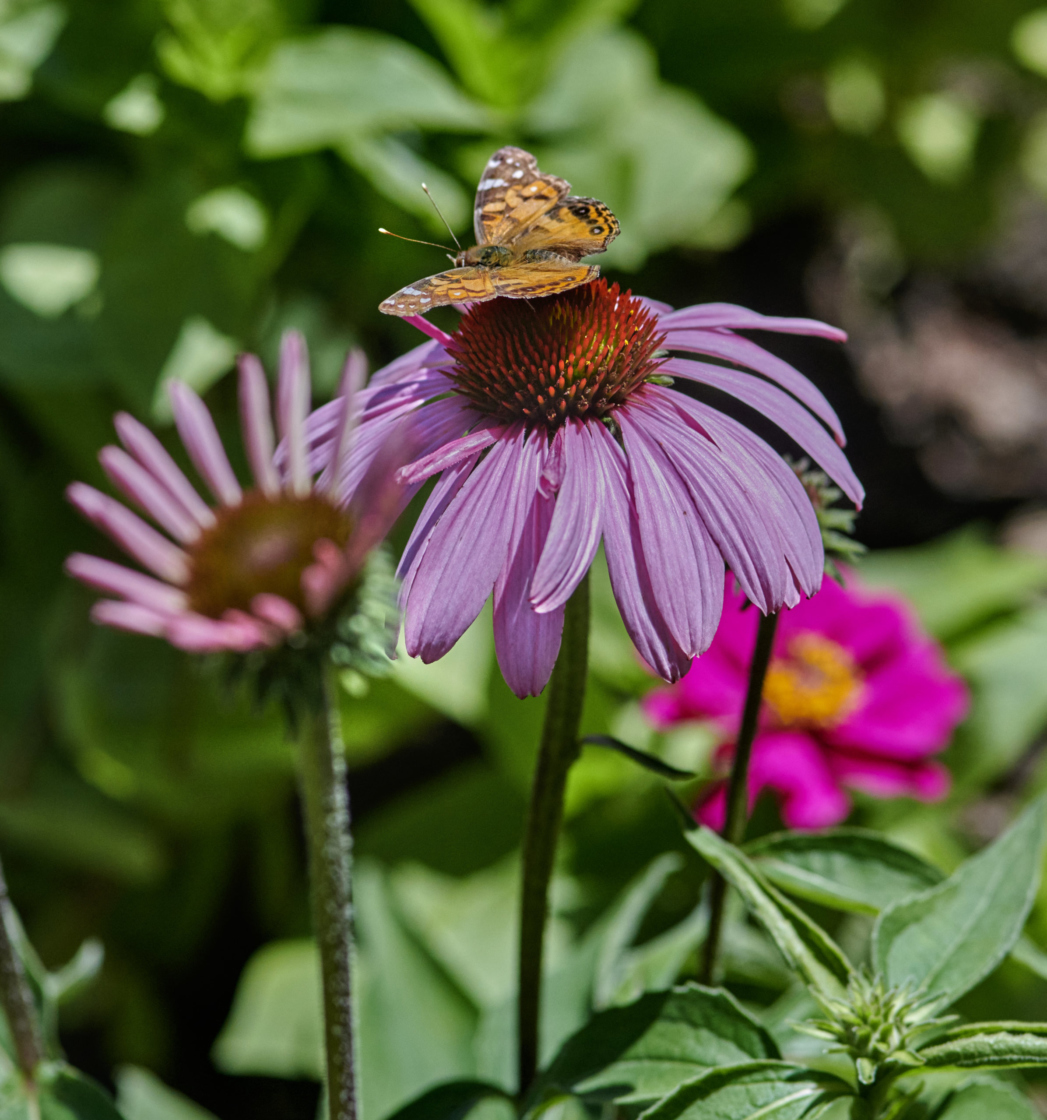 Butterfly on a cone flower in the Grand Garden