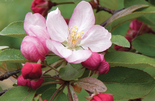 Pink crabapple bloom in spring