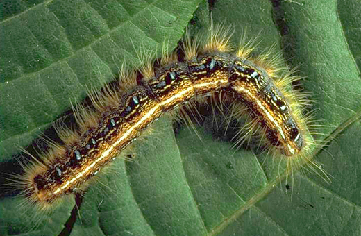 Eastern Tent Caterpillar