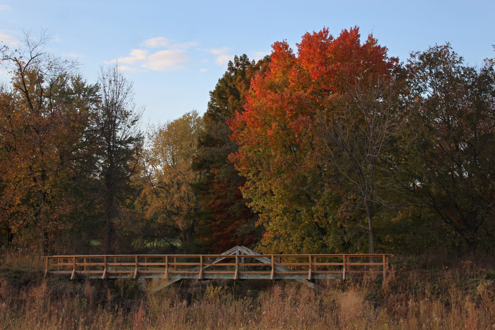 Early fall colors emerging by the Dupage River bridge on the Arboretum's west side