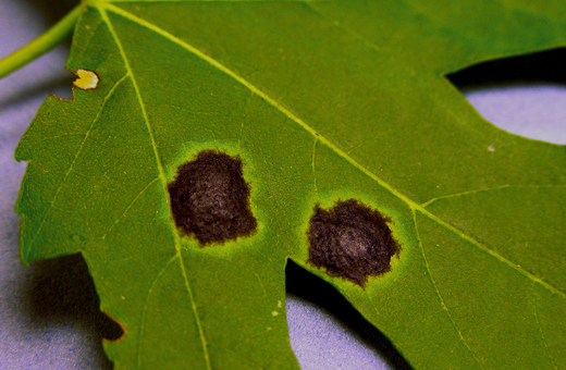 Tar spot on a maple leaf