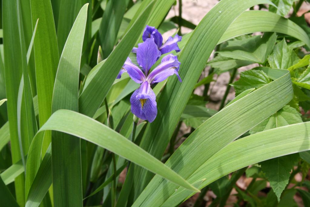 Western Blue Flag - Prairie Pollination