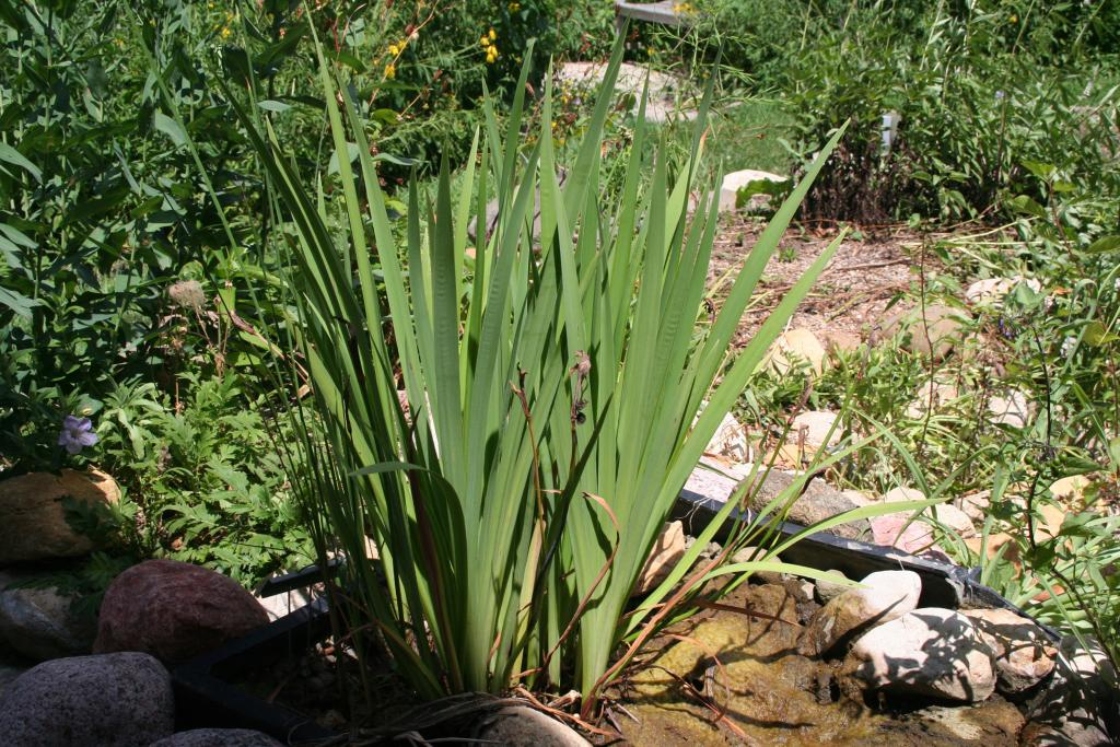 Iris versicolor L. (blue flag), leaves