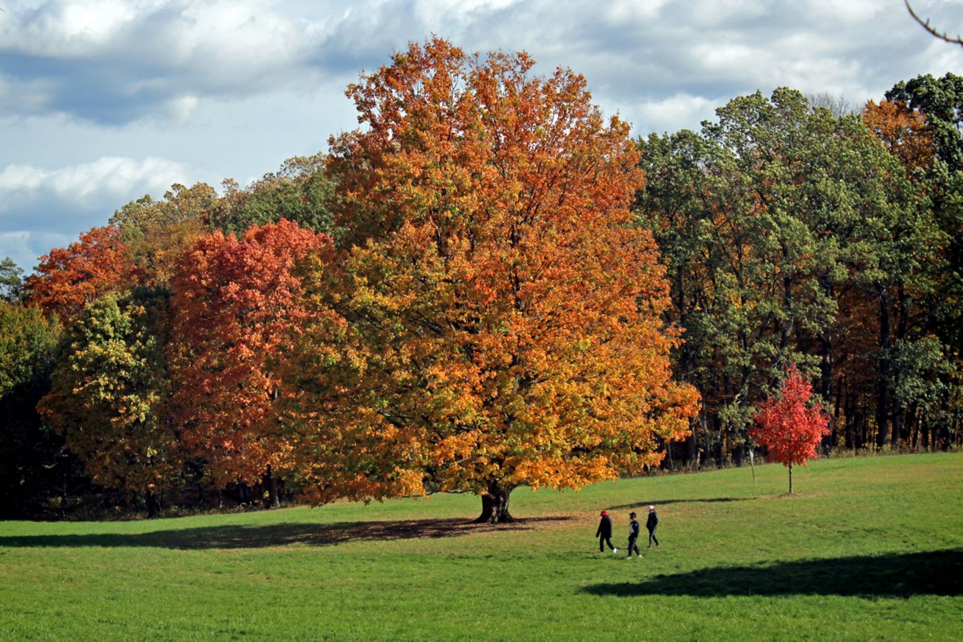 Visitors walk across the changing landscape of the Arboretum in early Fall.