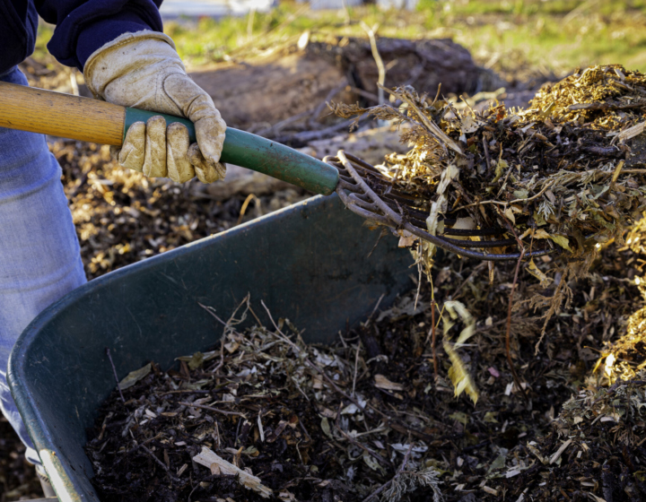 Using a pitchfork to add wood chips and shredded brush to a no-dig raised bed for permaculture gardening