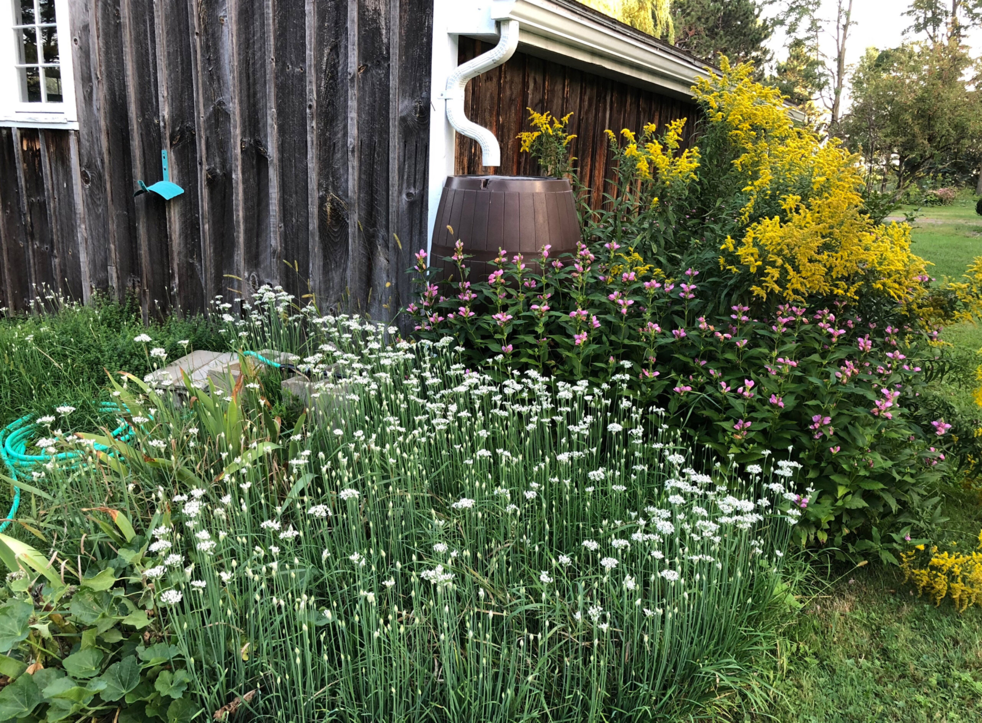 A rain barrel sits under the gutters of a shed, surrounded by flowers in a rain garden.