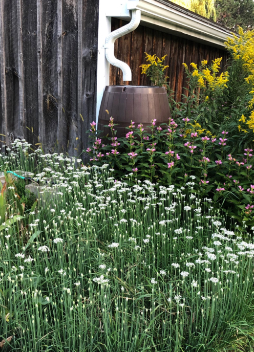 A rain barrel sits under the gutters of a shed, surrounded by flowers in a rain garden.
