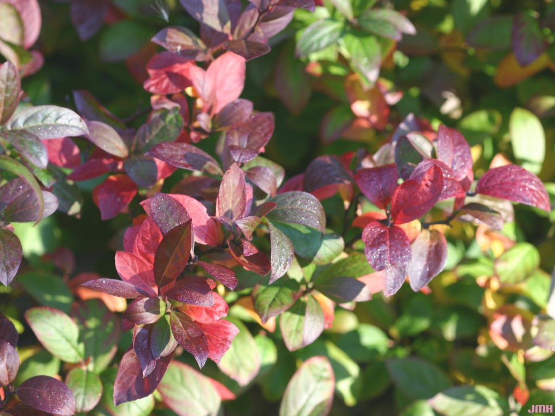 Itea virginica ‘Morton’ (sweetspire – SCARLET BEAUTY™), image shows reddish fall colored leaves.