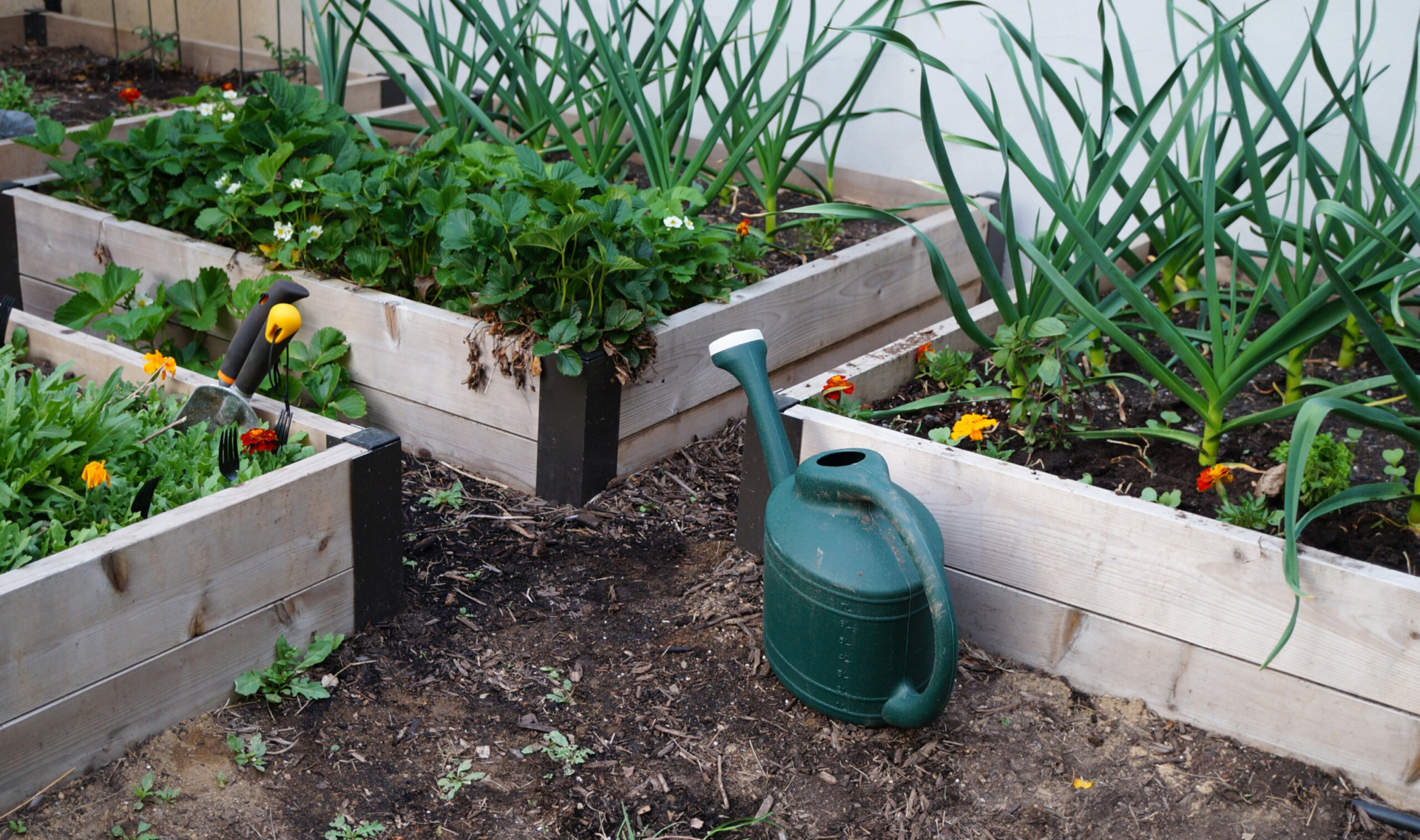 Three raised garden beds with a variety of plants growing in them.