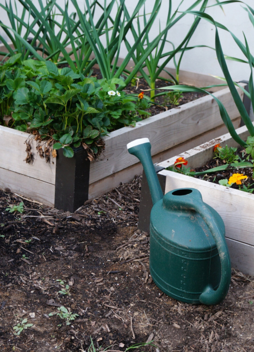 Three raised garden beds with a variety of plants growing in them.
