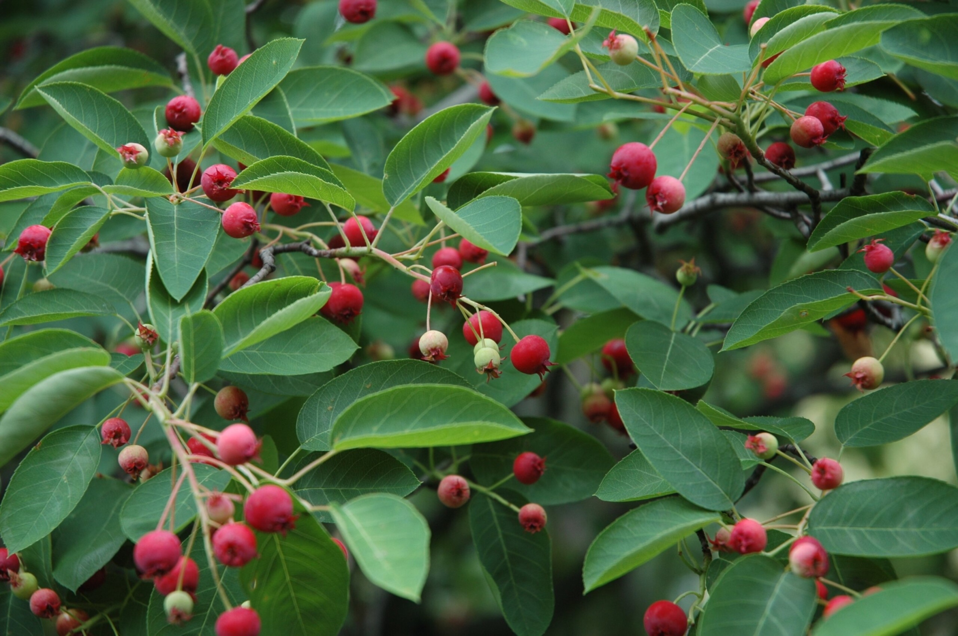 The small, red fruit of the apple serviceberry (Amelanchier x grandiflora) tree.