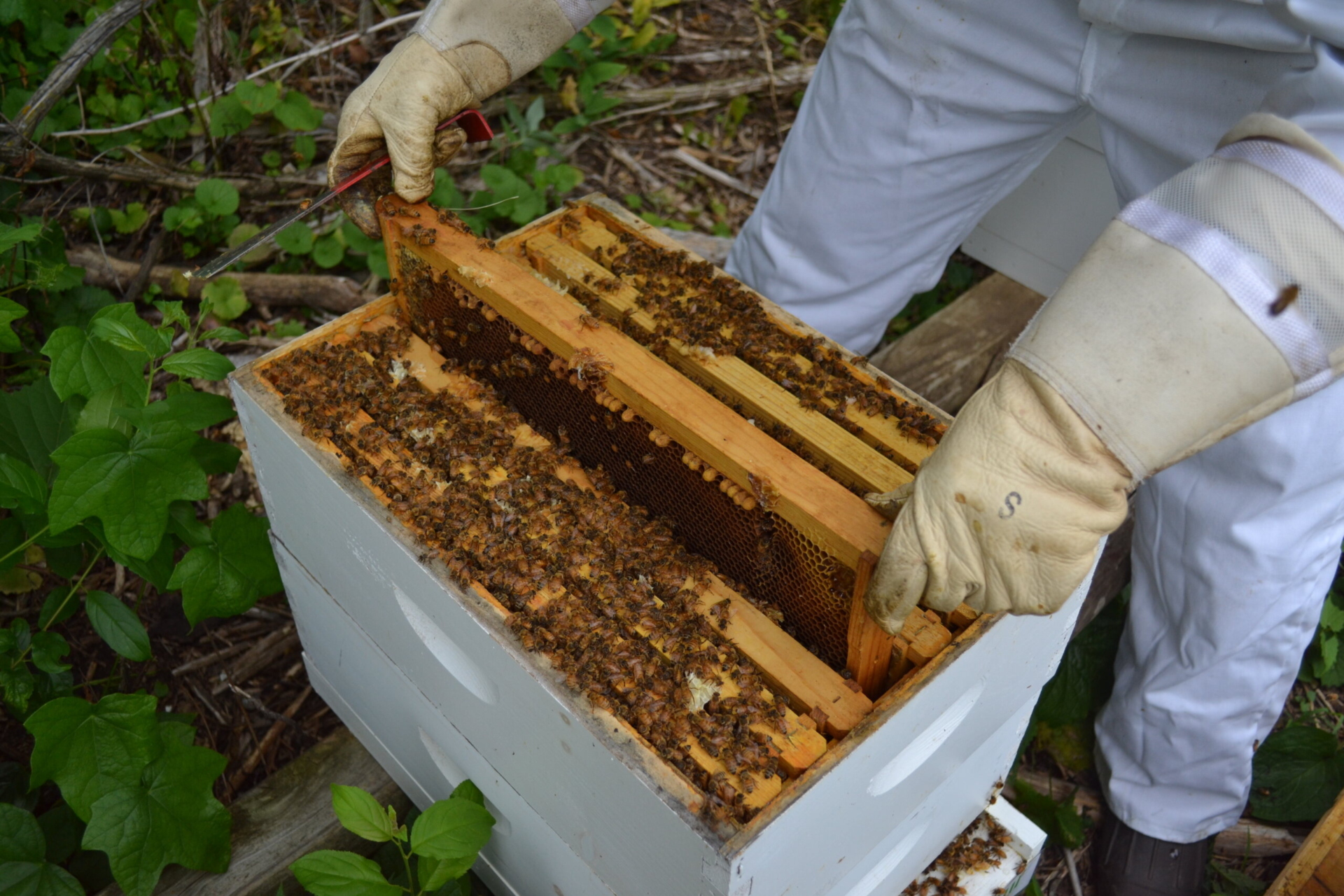 A beekeeper dressed in protective gear removes honeycomb from an Arboretum bee hive.