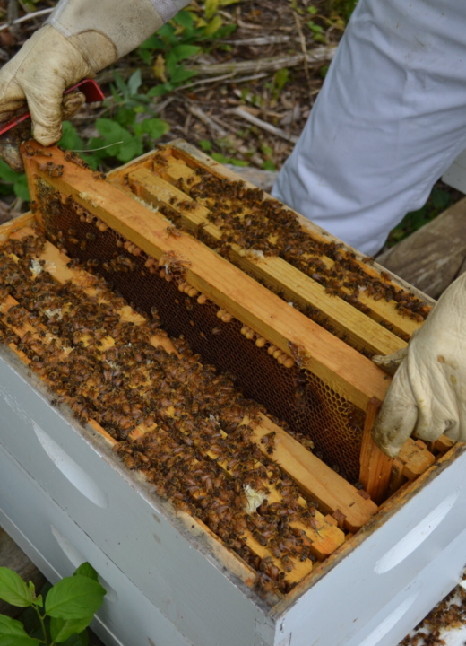 A beekeeper dressed in protective gear removes honeycomb from an Arboretum bee hive.