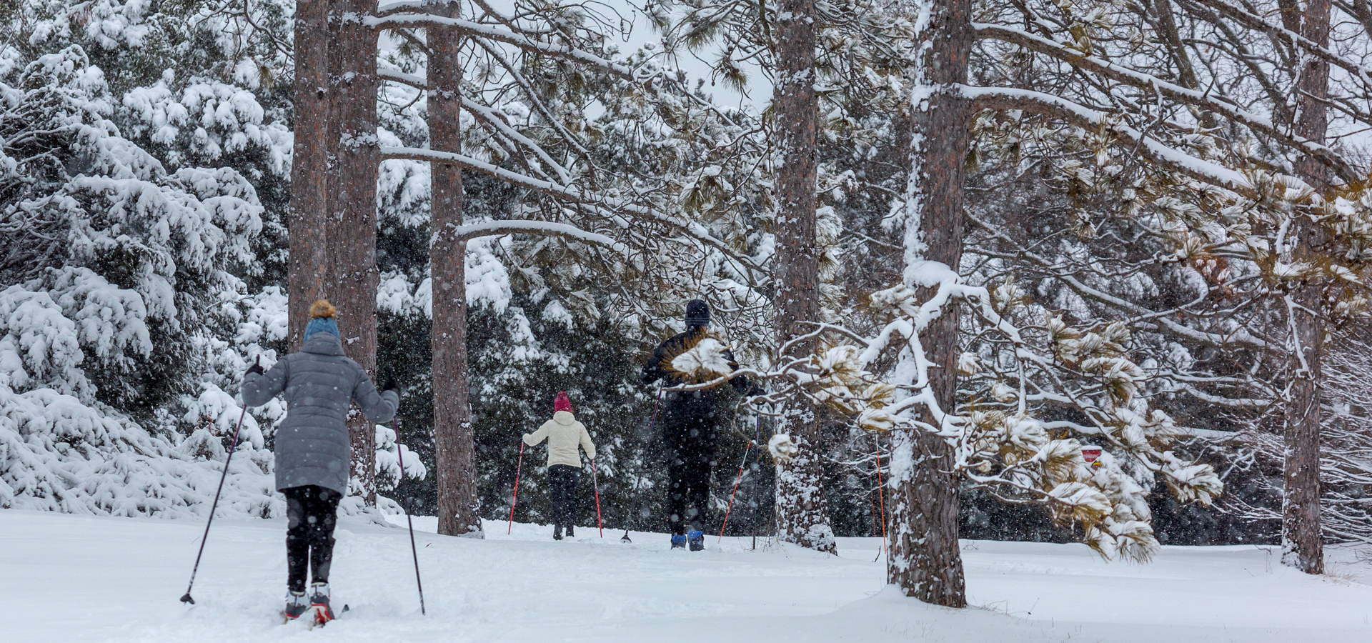 Guests cross country skiing in the winter among trees as it snows