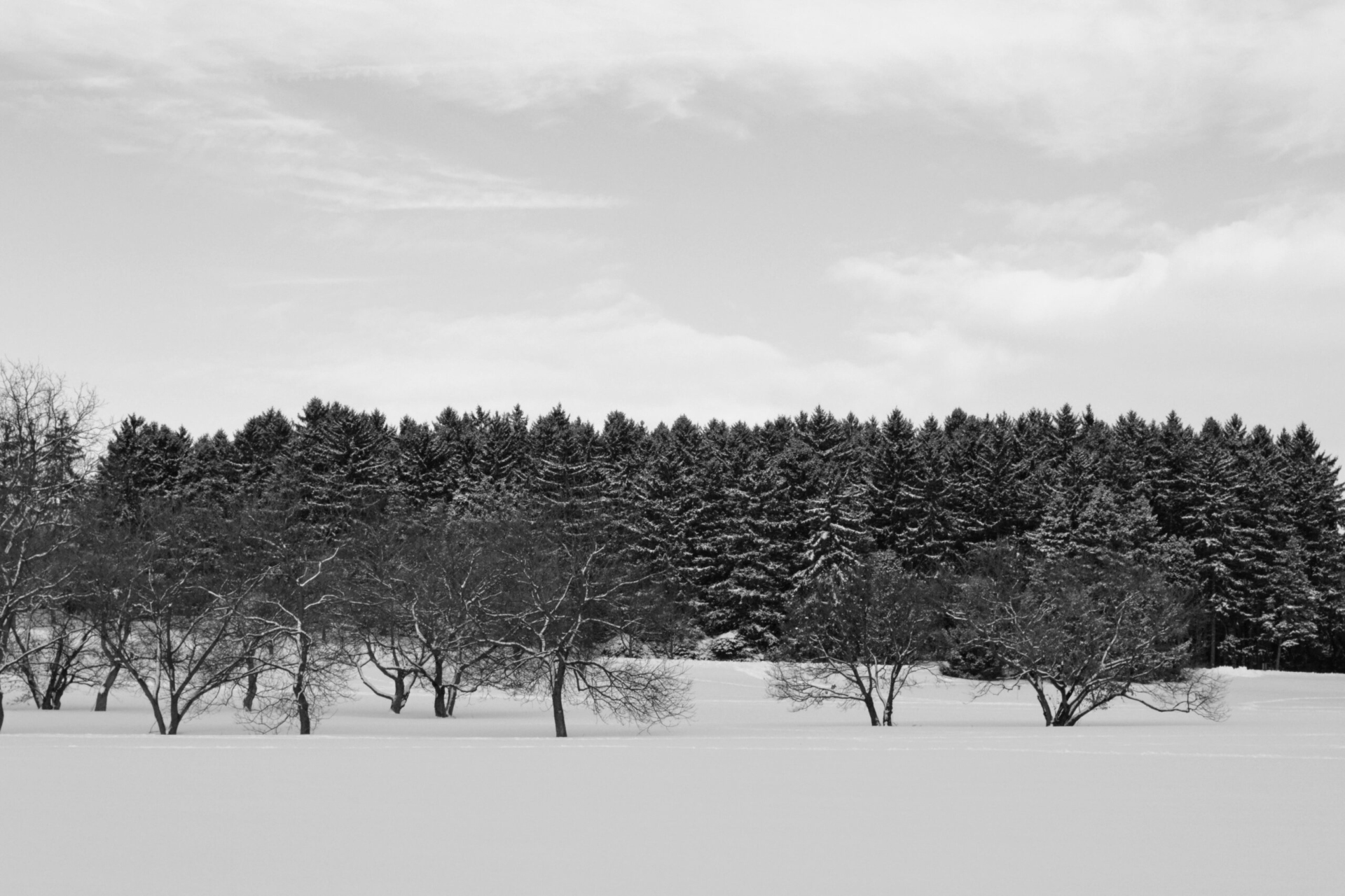 A snowy winter landscape in black and white.