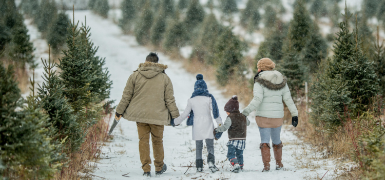 The Morton Arboretum