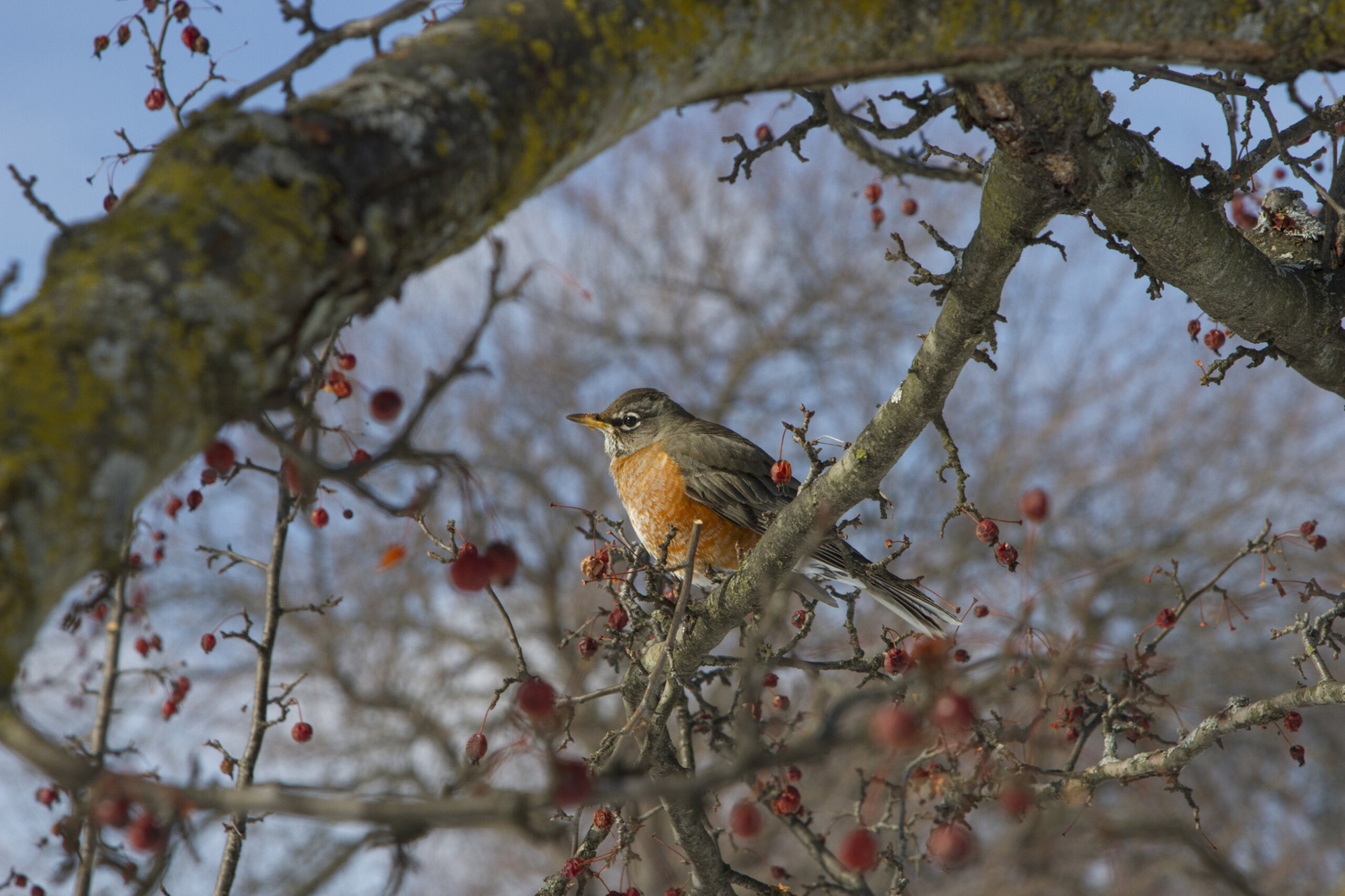 A robin sitting in a tree with red berries in winter.