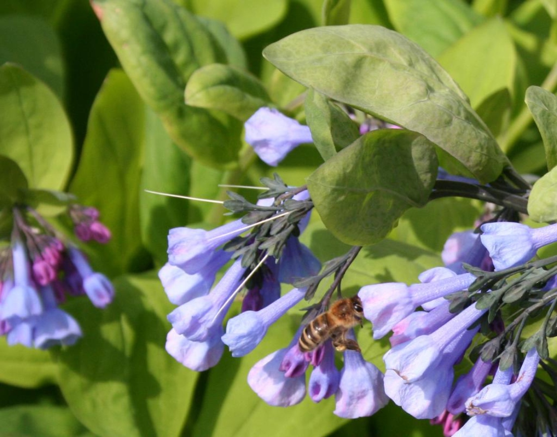 Mertensia virginica (L.) Pers. ex Link (Virginia bluebells), close-up of fruit