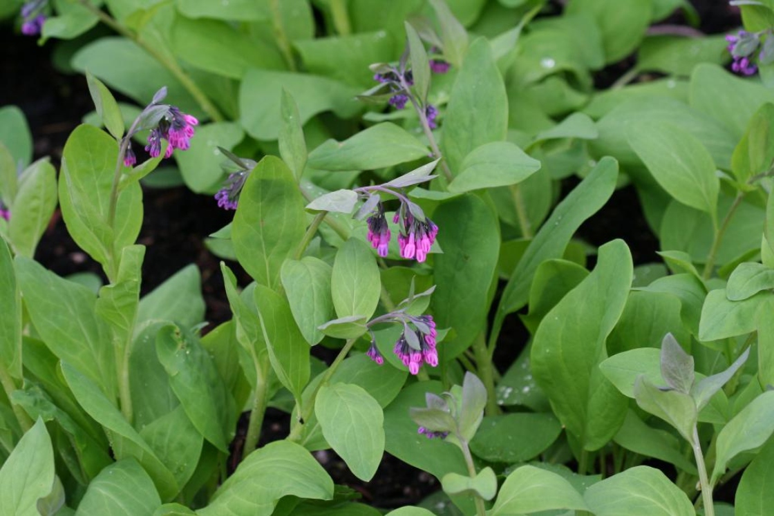 Mertensia virginica (L.) Pers. ex Link (Virginia bluebells), flower buds