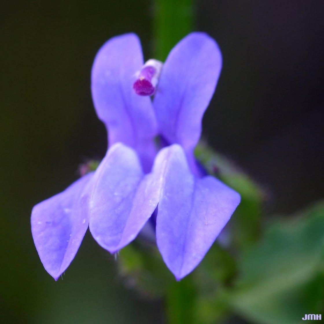 Lobelia siphilitica L. (great blue lobelia), flower showing stigma