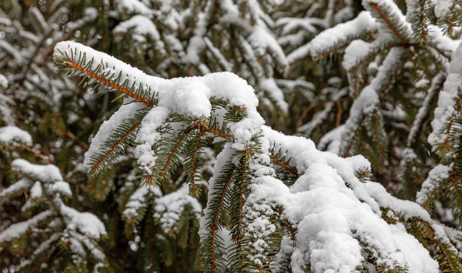 Conifer with snow on it