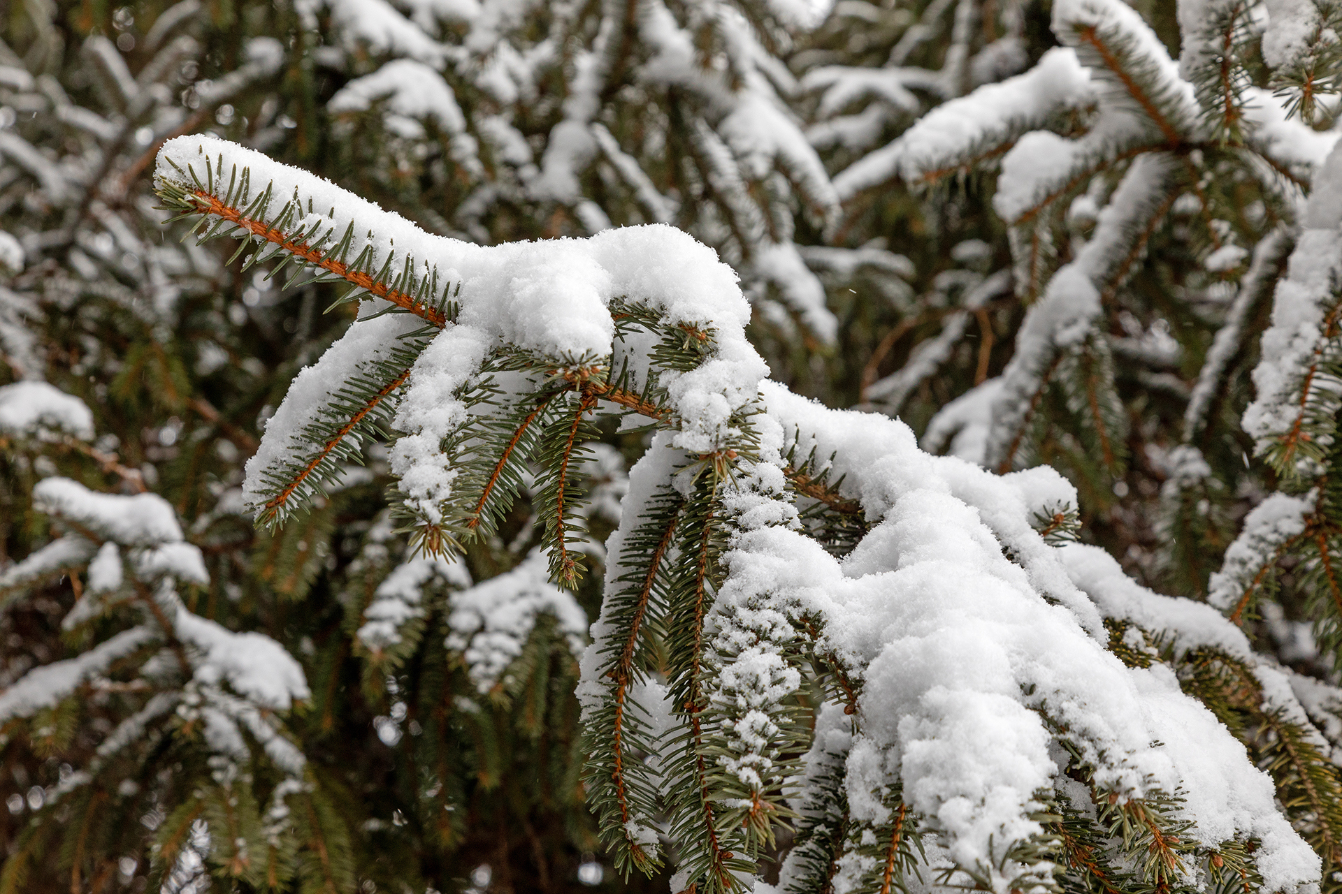 Conifer with snow on it