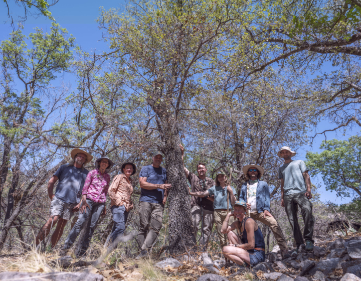 Researchers from The Morton Arboretum gather by the endangered oak tree they discovered