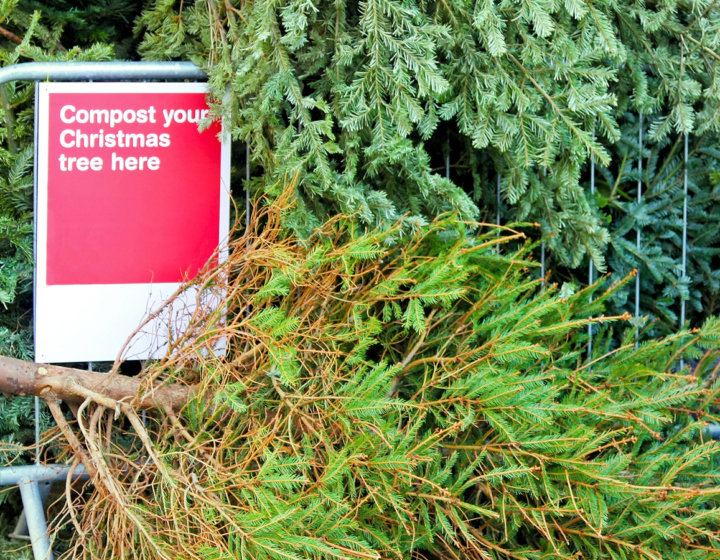 Christmas trees compost drop off location