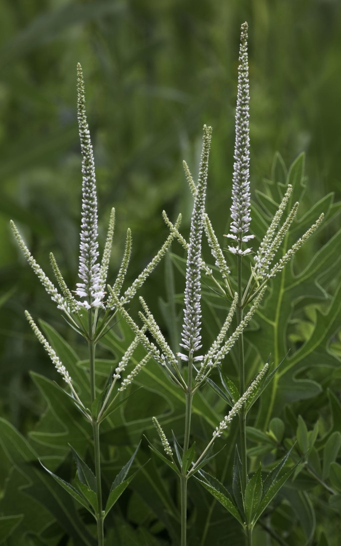 Culver's Root, Flowers
