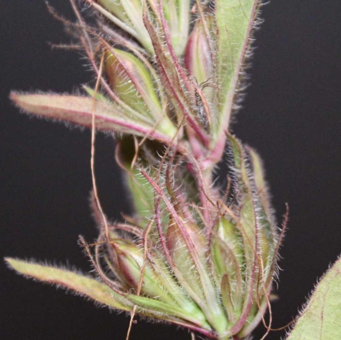 Ruellia humilis Nutt. (wild petunia), close-up of fruit