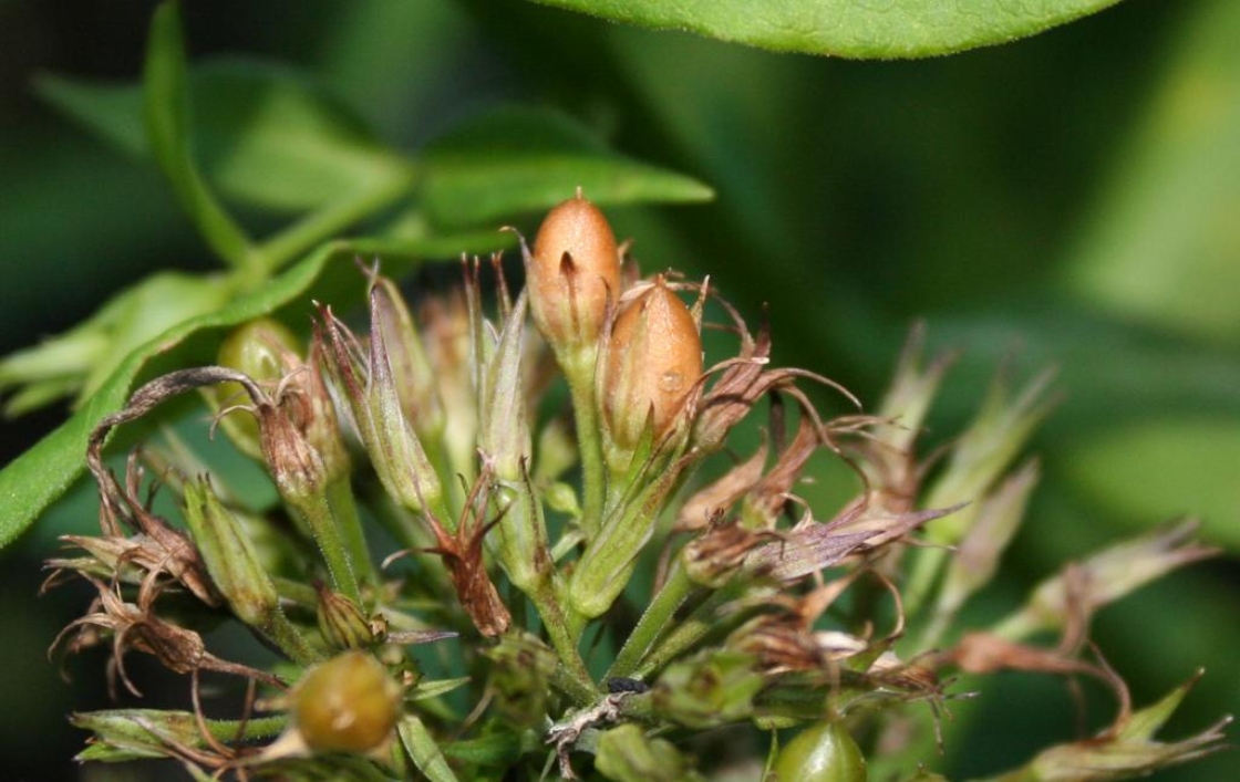 Phlox paniculata L. (garden phlox), fruit