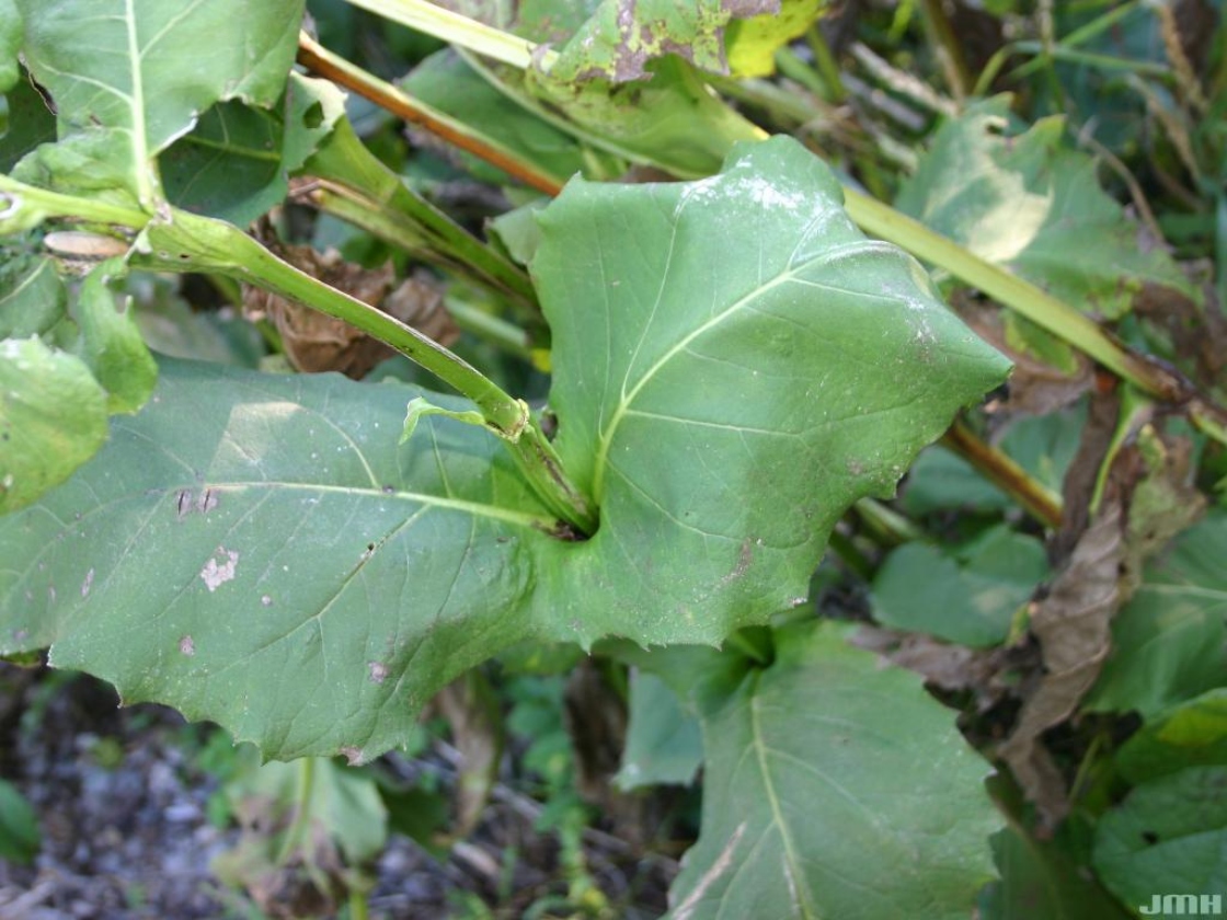 Silphium perfoliatum L. (cup plant), leaves