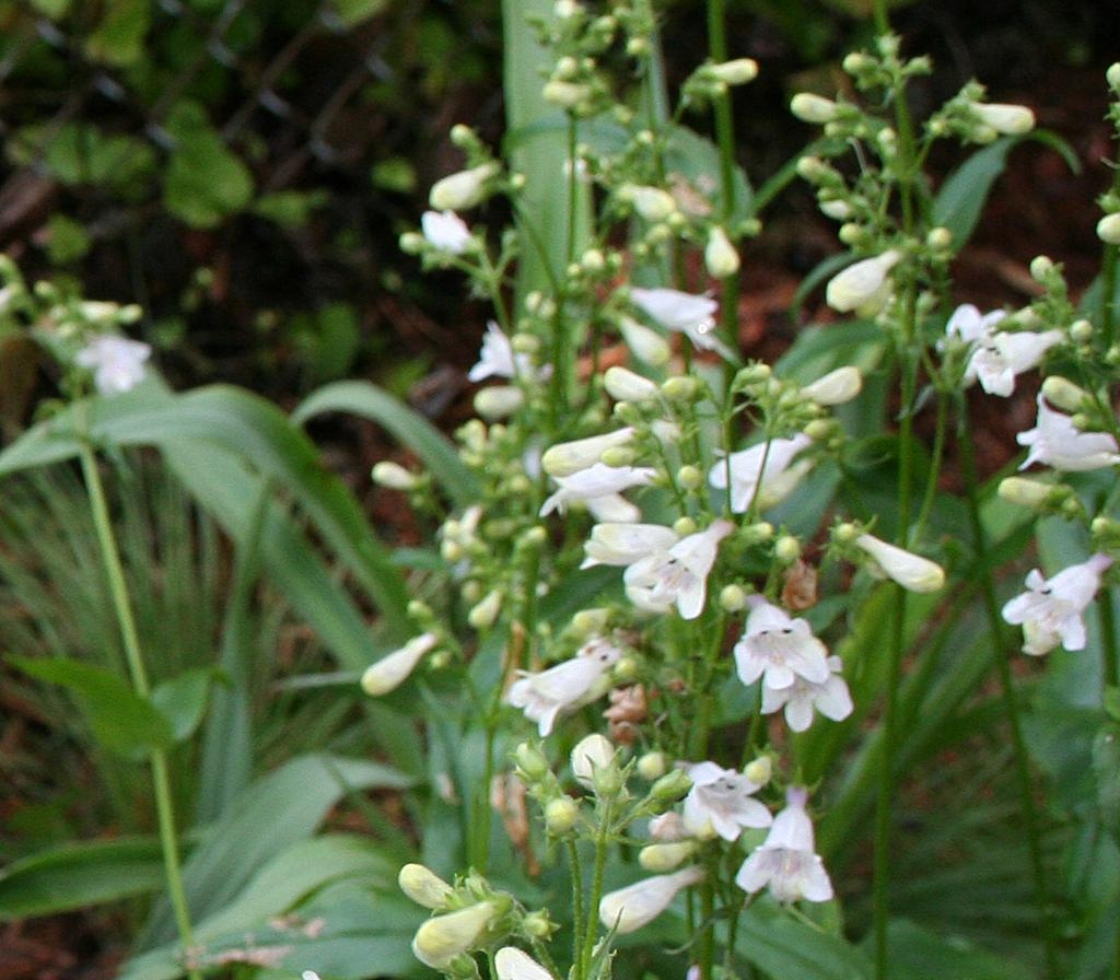 Penstemon digitalis Nutt. (foxglove penstemon), flower buds