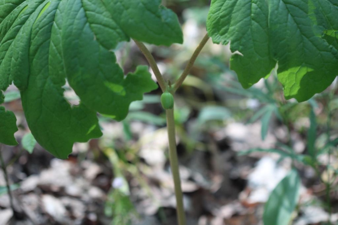 Podophyllum peltatum L. (mayapple), flower bud