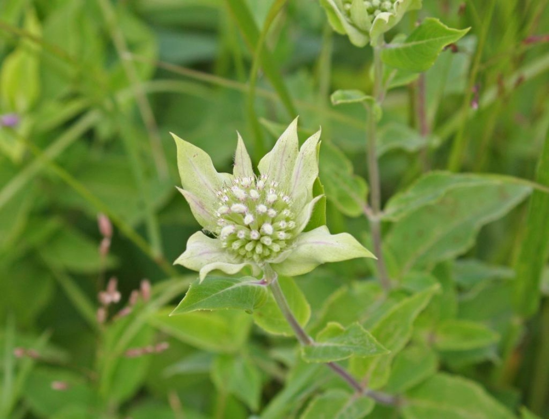 Monarda fistulosa L. (wild bergamot), flower buds