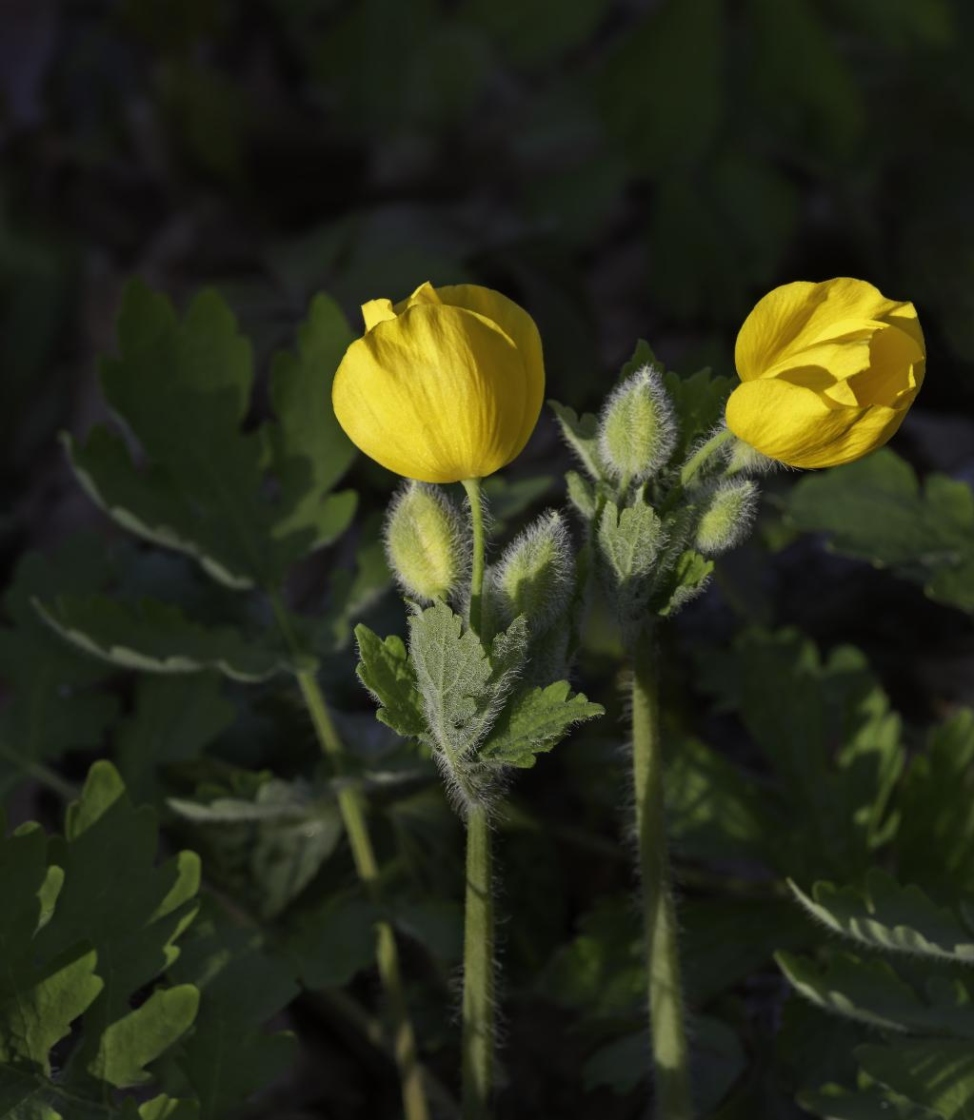 Stylophorum diphyllum (Michx.) Nutt. (celandine-poppy), flowers