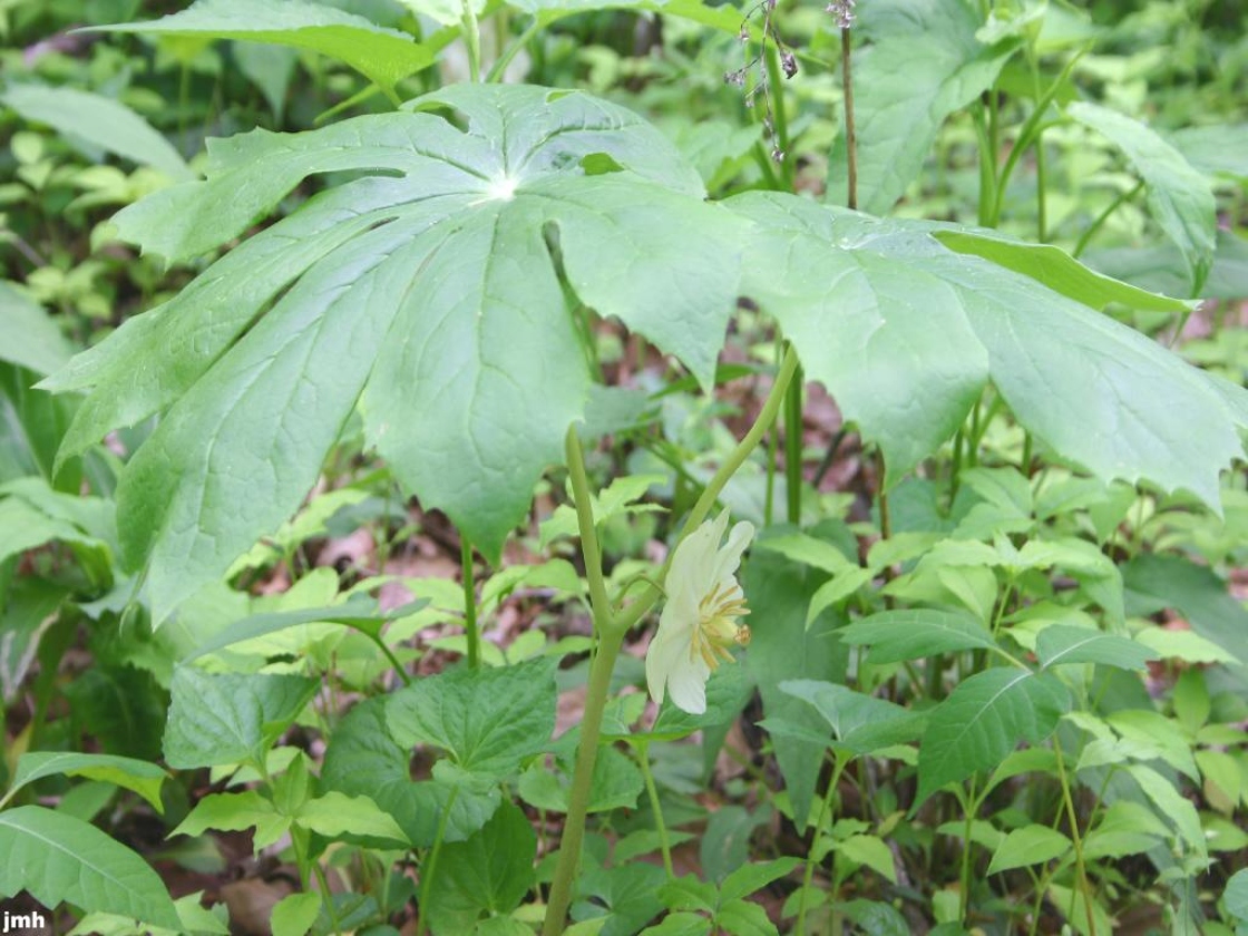 Podophyllum peltatum L. (May-apple), leaves