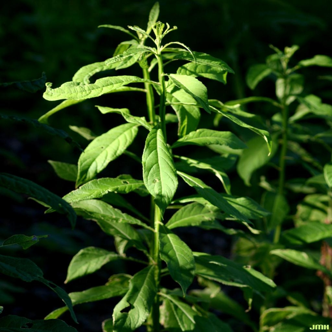 Verbesina alternifolia (L.) Britt. ex Kearney (wingstem), leaves